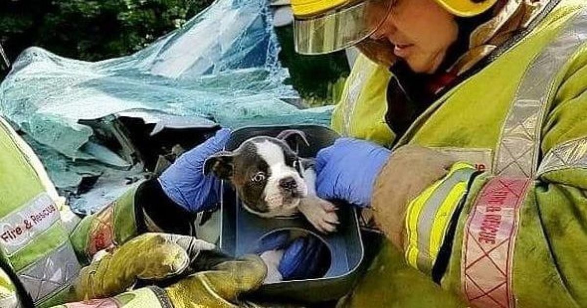 Щенка в Британии более часа доставали из искореженного в ДТП авто
