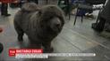 В Киеве выбрали самую красивую собаку
