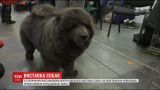У Києві обрали найкрасивішого собаку