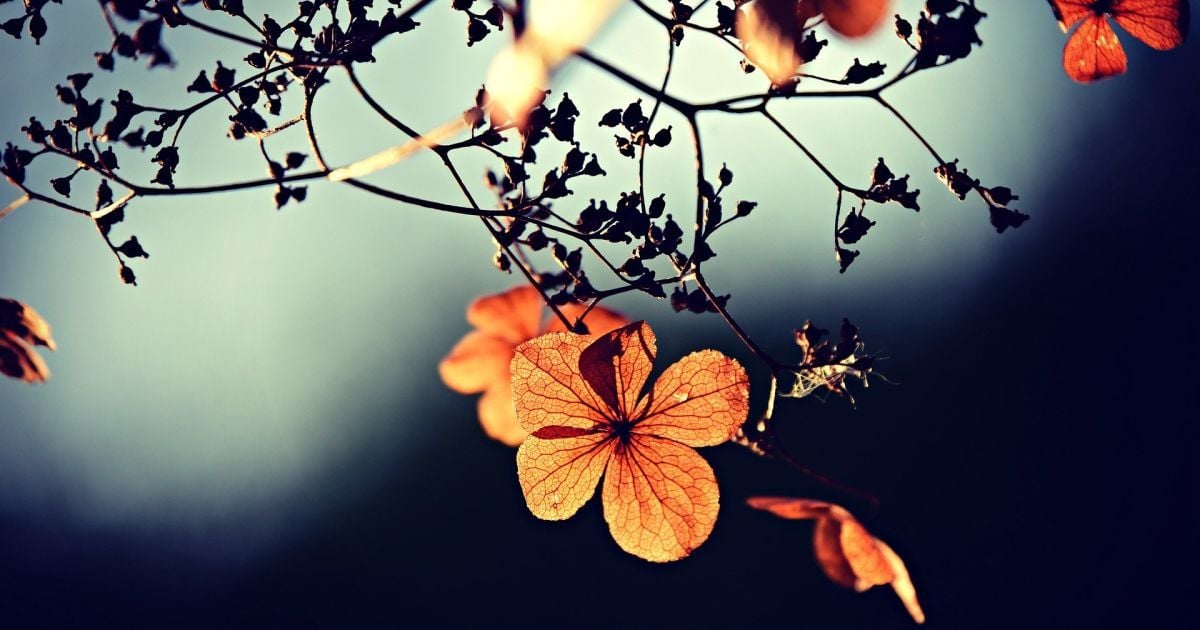 Будет +24: синоптики рассказали, когда во Львов вернется тепло