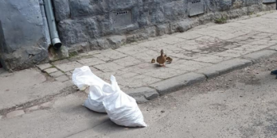 Во Львова возле центра гуляла дикая утка с утятами: прохожие вызвали полицию (фото)