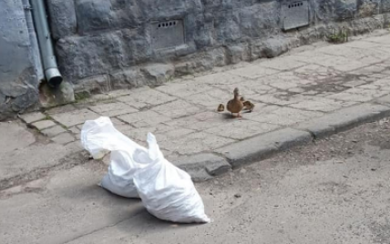 Во Львова возле центра гуляла дикая утка с утятами: прохожие вызвали полицию (фото)