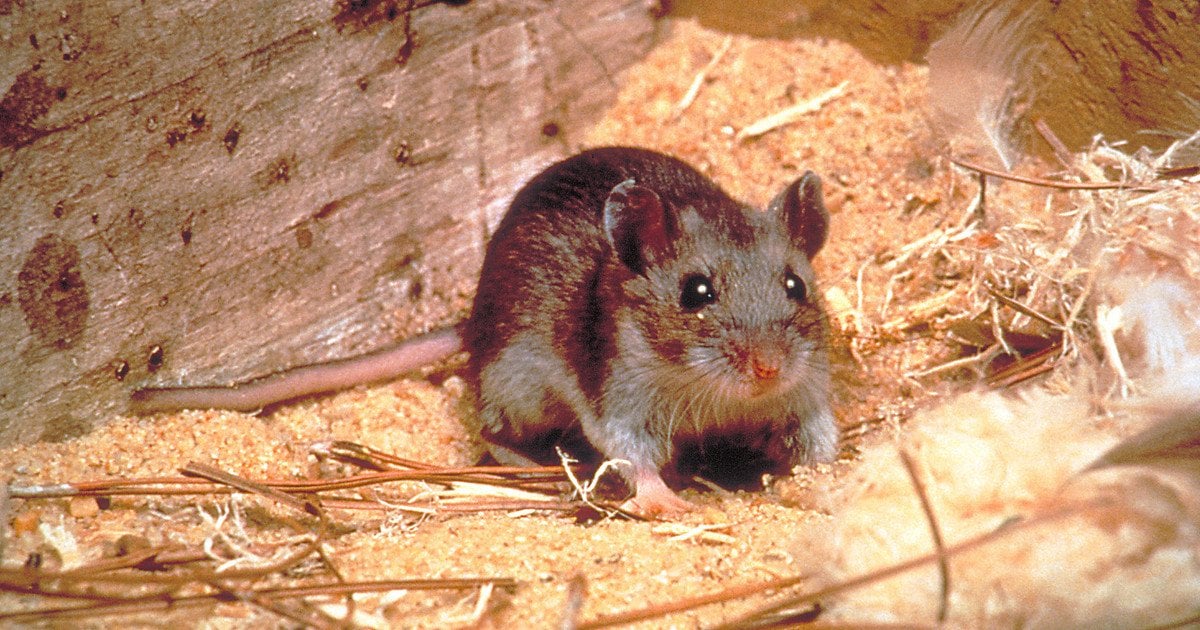 Як позбутися мишей