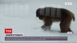 В харьковском зоопарке показали, как обезьянки забавляются в снегу