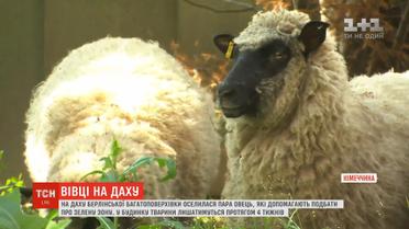 На даху берлінської багатоповерхівки оселилися двоє ягнят