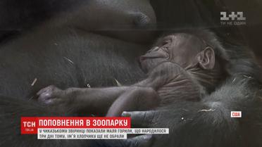 У зоопарку Чикаго показали маля горили, яке народилося у Міжнародне свято матері