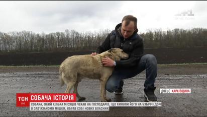 Пес, якого господарі покинули у зав'язаному мішку, обрав собі новий дім