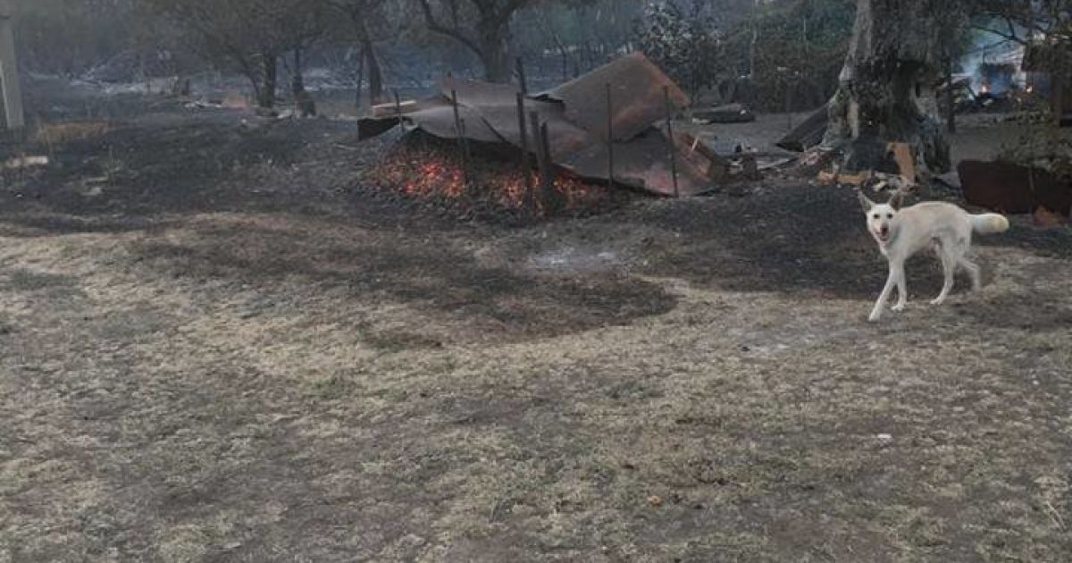 Пожежа у Новокам'янці_4 / © Facebook / Павло Жебрівський