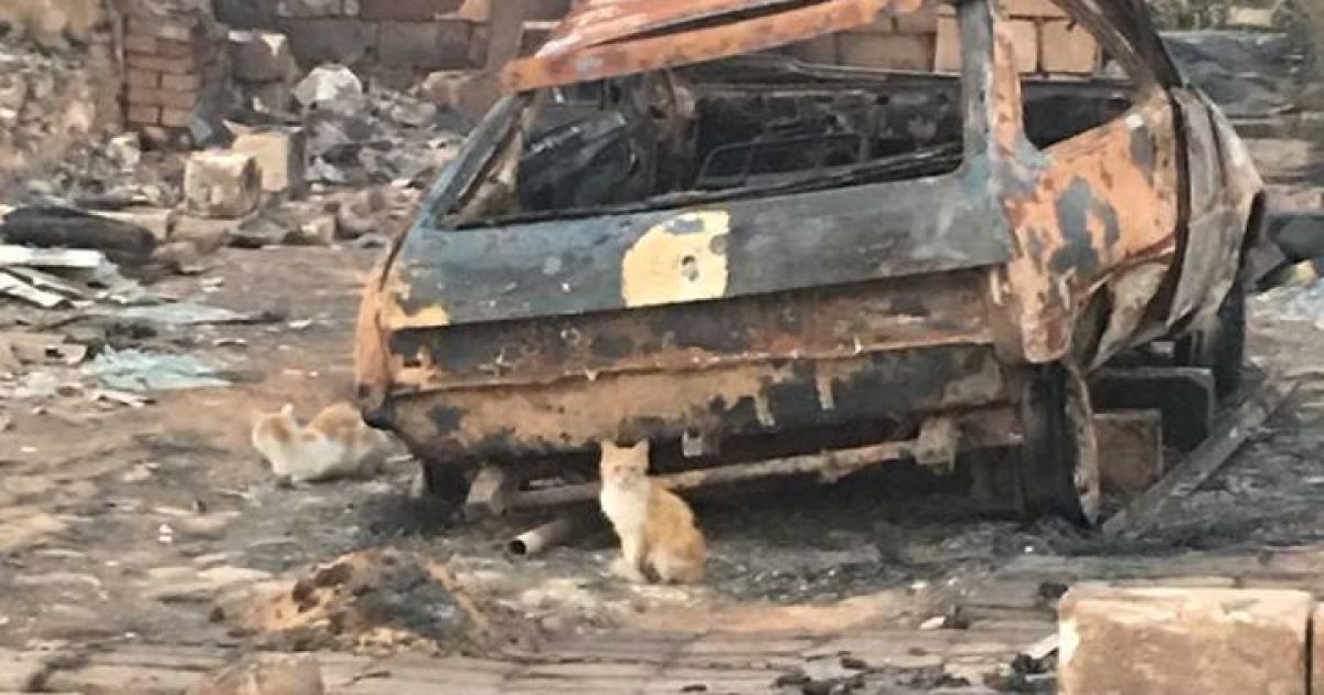 Пожежа у Новокам'янці_6 / © Facebook / Павло Жебрівський