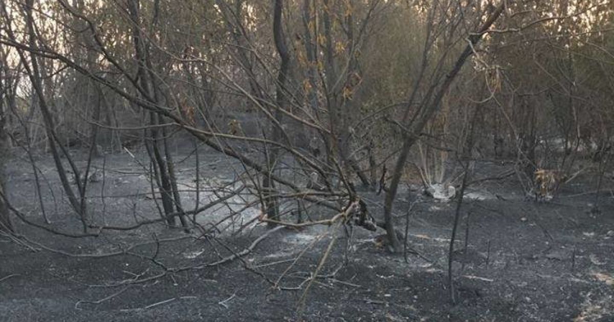 Пожежа у Новокам'янці_7 / © Facebook / Павло Жебрівський