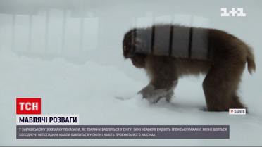 У харківському зоопарку показали, як мавпочки бавляться в снігу