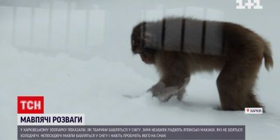 У харківському зоопарку показали, як мавпочки бавляться в снігу