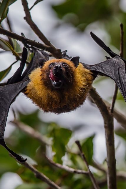 У спалаху нового коронавірусу звинувачують кажанів. Як їм вдається переносити убивчі хвороби і залишатись здоровими