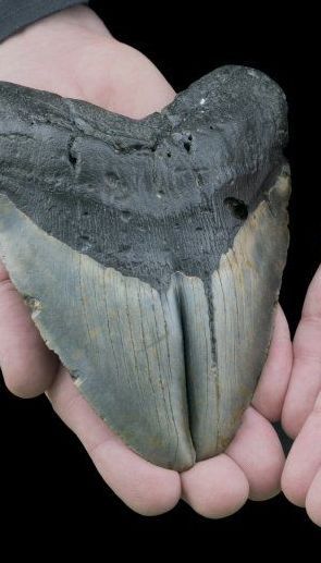 В США женщина во время прогулки с собакой нашла клык древнего подводного гиганта