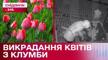 Воруют цветы с клумбы и выкапывают луковицы: какая ответственность?