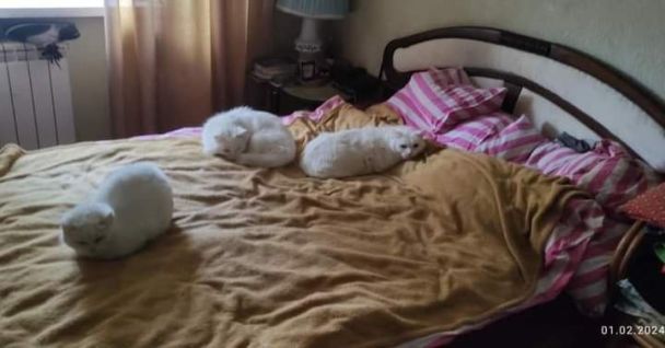 Котики ищут любящих хозяев / Фото: facebook.com/Чотирилапий шукає тебе