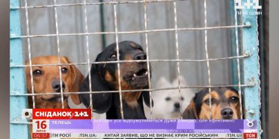 Волонтеры создали платформу, которая собирает еду из ресторанов для приютов животных