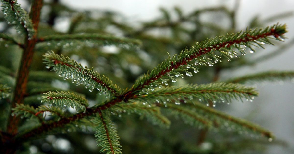 Майже весна: температура в Україні буде з плюсовою позначкою