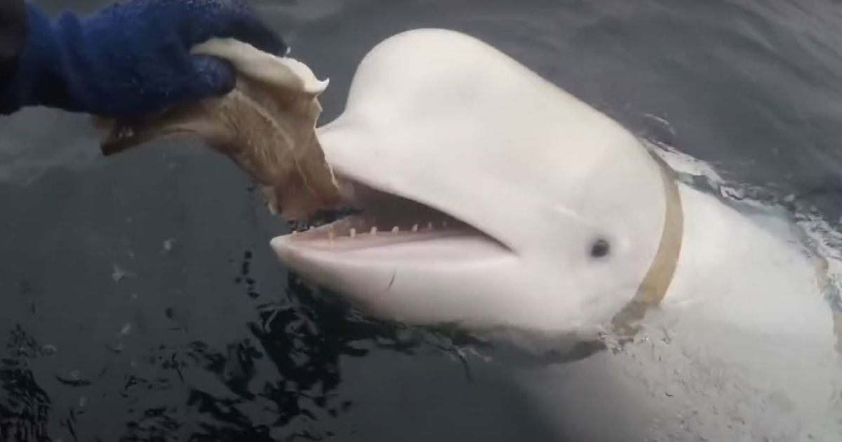 В Норвегії помер "кит-шигун" Хвалдимир. Фото зроблене під час першої зустрічі з твариною 2019 року