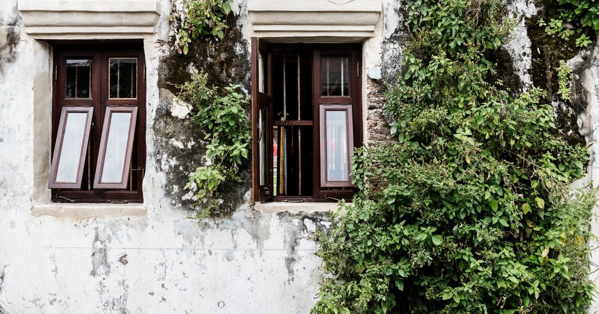 Яку рослину неварто садити біля дому