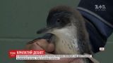 Маленьких пингвиненков показали в американском зоопарке