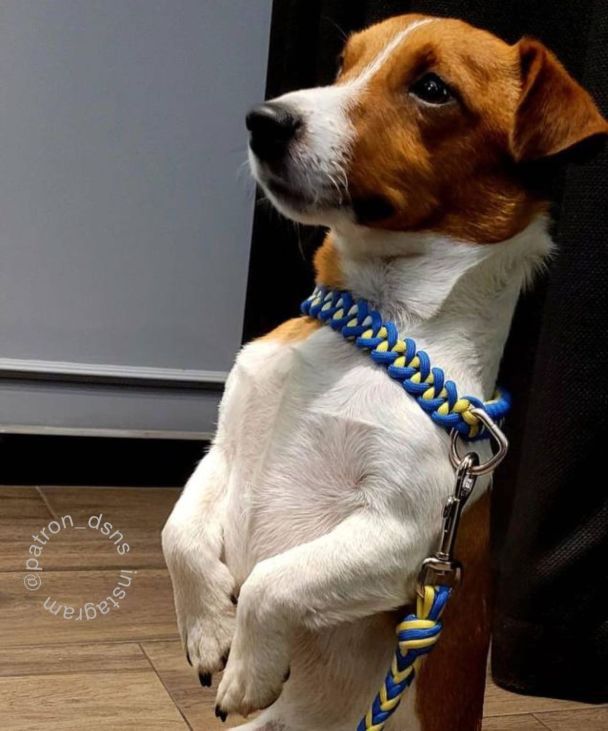 Пес Патрон / © Instagram пса Патрона