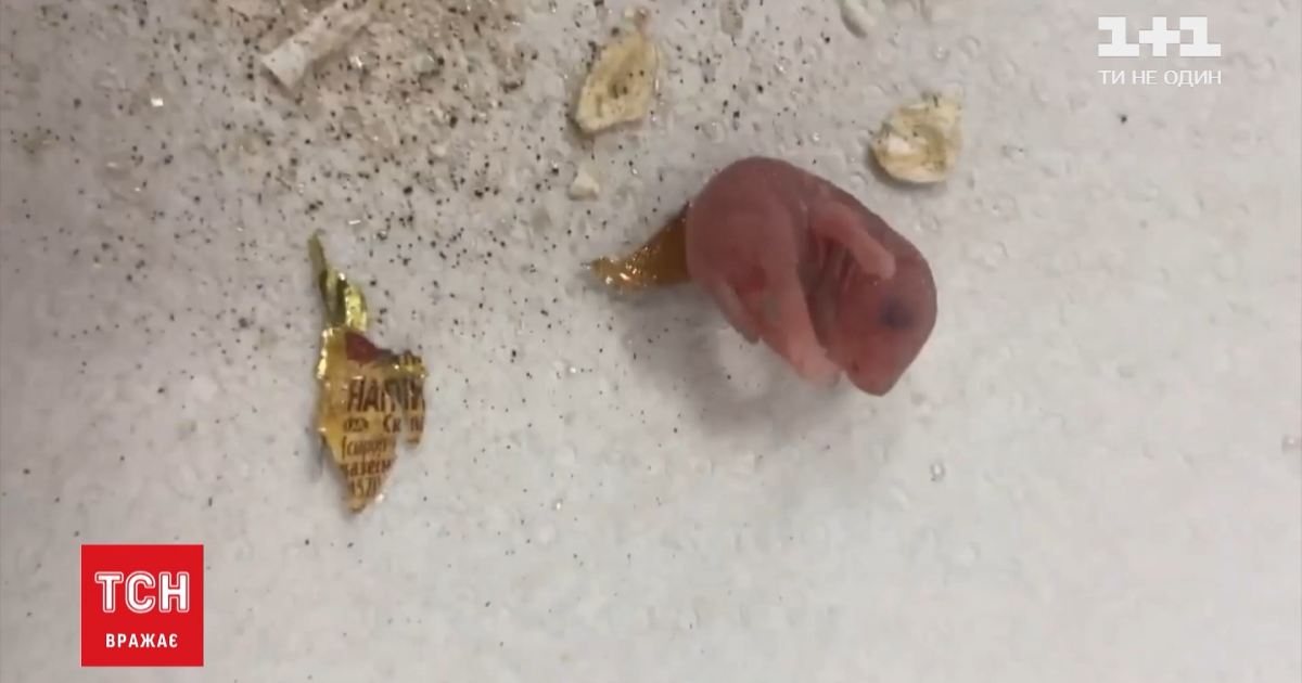 Одессит нашел в пакете с овсянкой двух новорожденных мышат