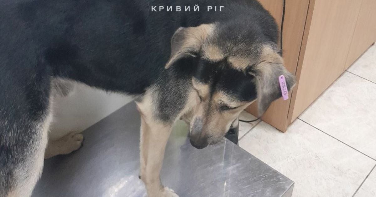 Пес Тунец, в которого стреляли в Кривом Роге