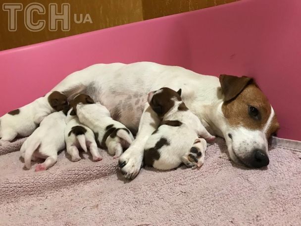 Джек-рассел-тер'єри Іллі Ільїна / © ТСН.ua