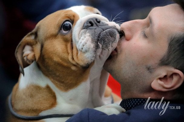 Бульдог / © Associated Press