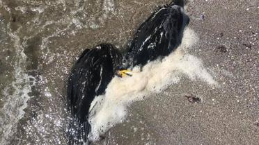 Мертві баклани в Луговому / © Фото з відкритих джерел