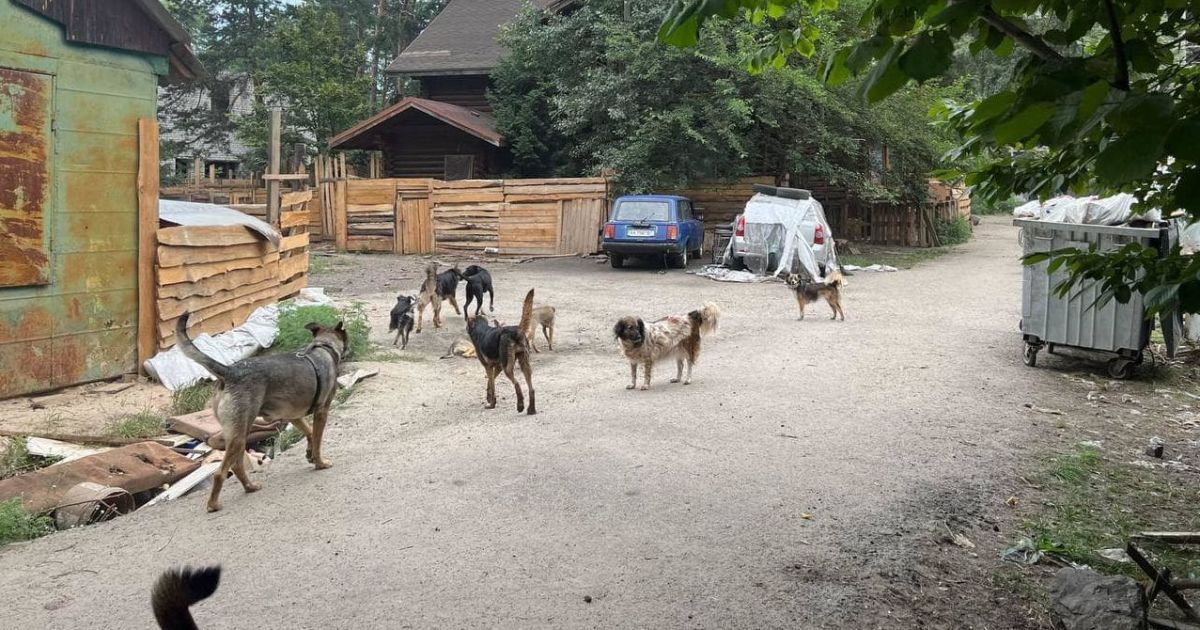 На Київщині власницю притулку підозрюють в жорстокому поводженні з собаками / © Поліція Київської області