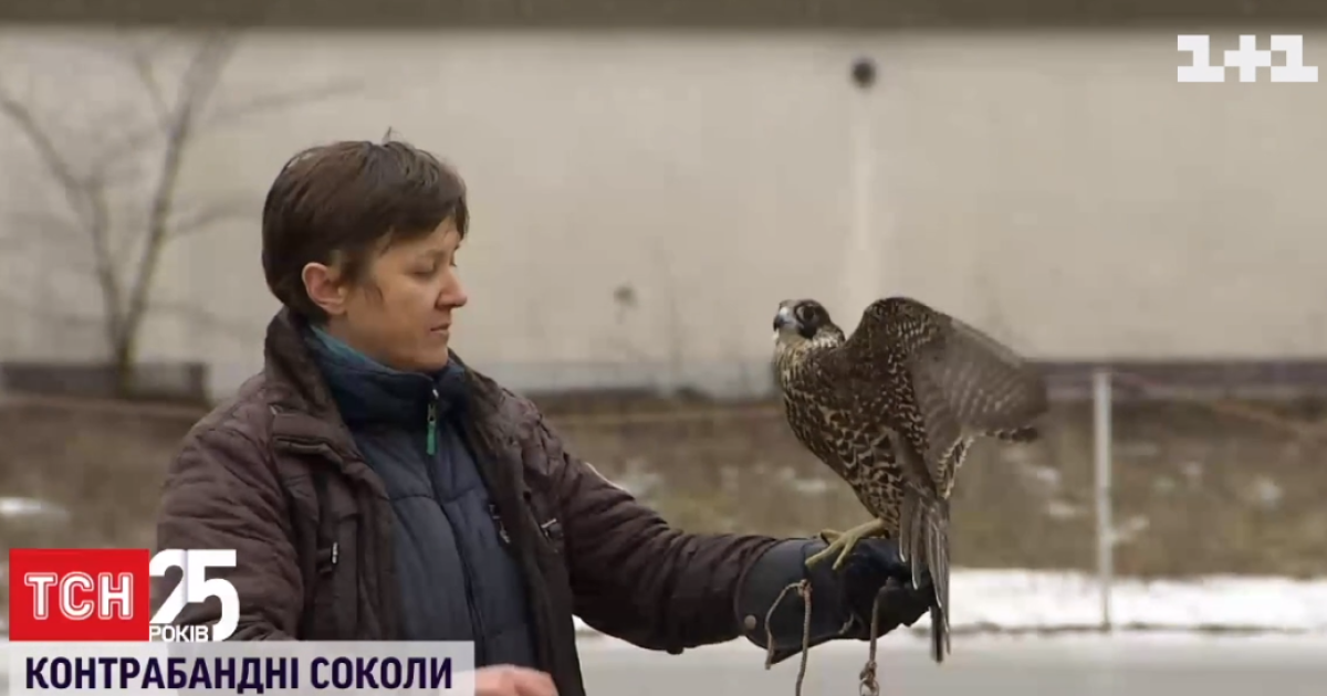 Соколів сапсанів, яких вилучили у аеропорту "Бориспіль", випустили у небо