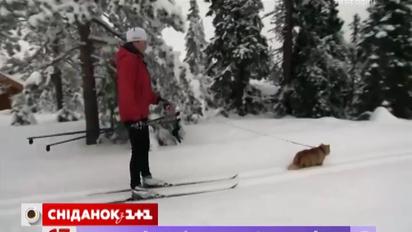 В Норвегии женщина научила кота возить ее по снегу