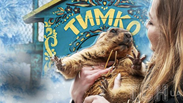 Сурок Тимка III / Коллаж ТСН.ua