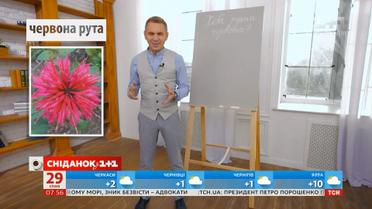 Чому жовта рута у пісні червона – Експрес-урок української мови