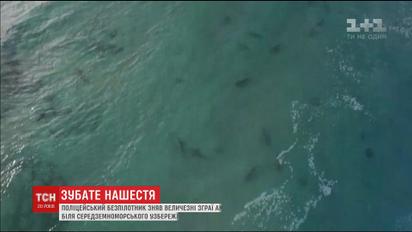 В Средиземном море у побережья Израиля неожиданно появились десятки акул