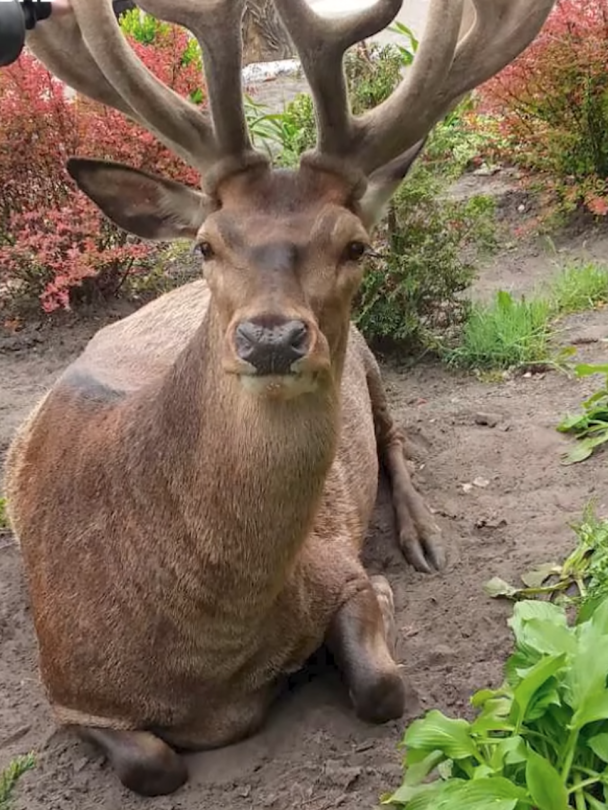 Олень Борис