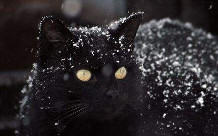 Тварина перебігала дорогу: у Дніпрі через чорну кішку сталася ДТП (відео)