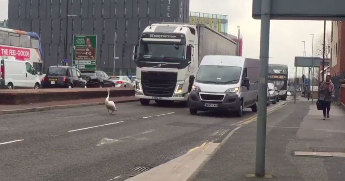 В Великобритании из-за лебедя на оживленном шоссе образовалась пробка