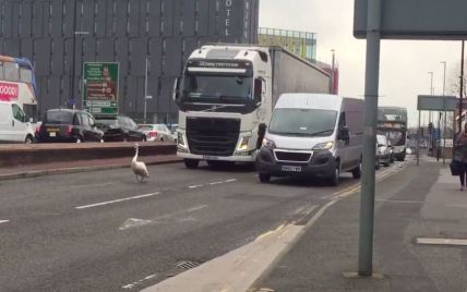 В Великобритании из-за лебедя на оживленном шоссе образовалась пробка