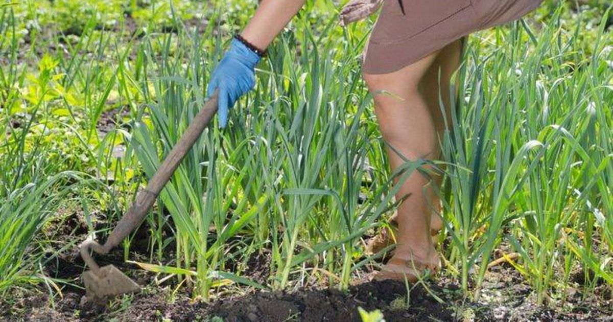 Який бур'ян треба залишати на городі