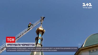 Новости Украины: в Хмельницкой области спасают аиста, который влетел в огромный церковный крест