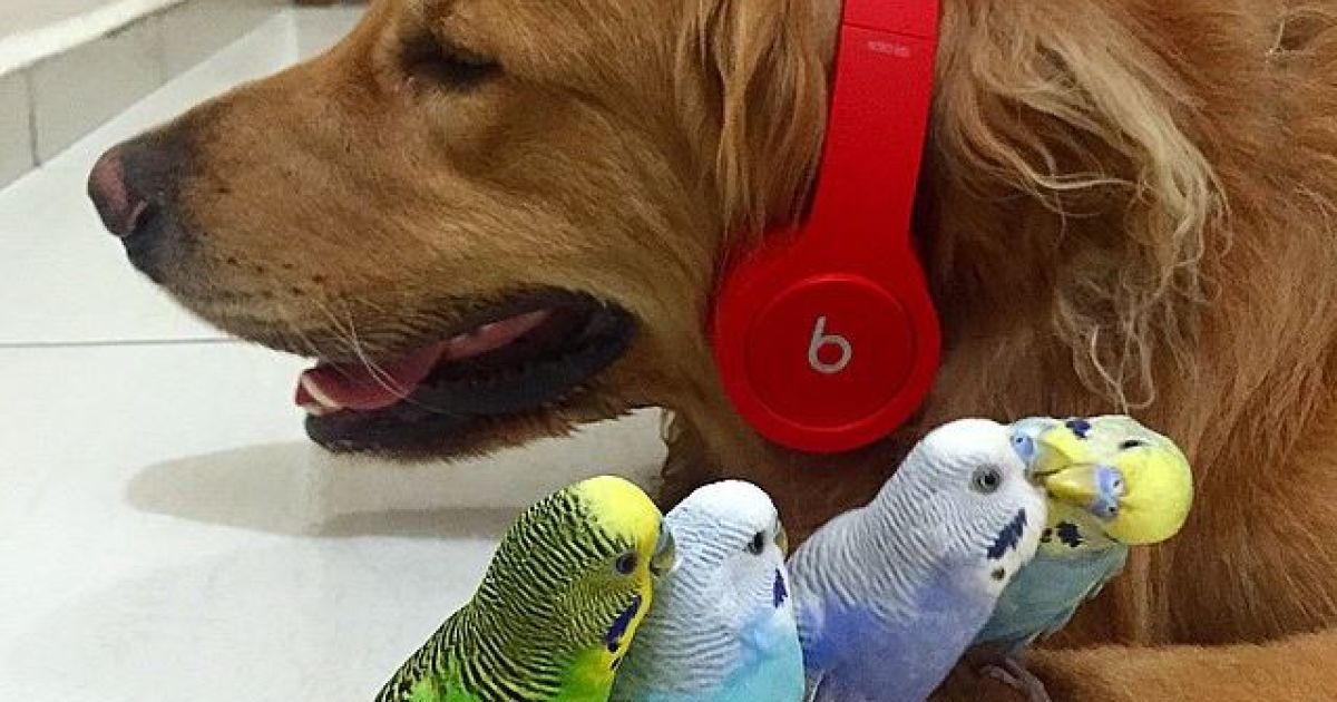 Боб фотографируется в окружении других животных / © Instagram/bob_goldenretriever