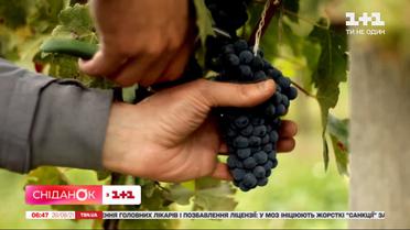 В Украине может исчезнуть виноградный бизнес