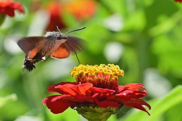 Язикан може зависати у повітрі, як гвинтокрил