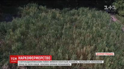 На Дніпропетровщині поліція знайшла величезну плантацію конопель
