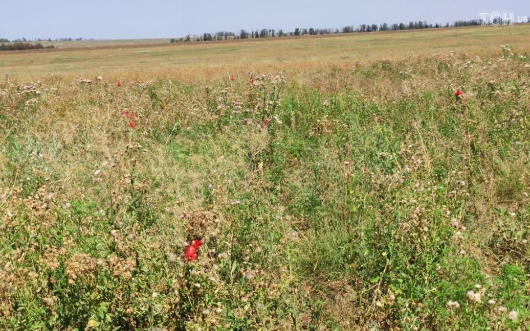 Територія навколо замінована. Наче поле з червоними квітами, а насправді - мітки від саперів, куди йти не можна. / © ТСН.ua