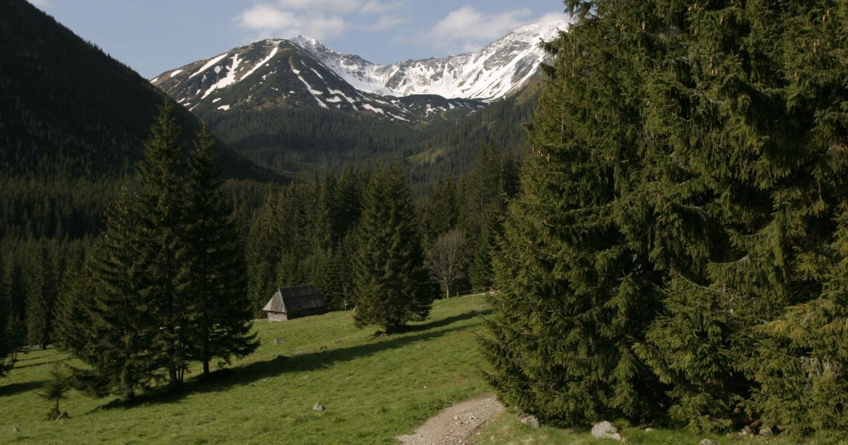 Из-за лазейки в законодательстве в Карпатах массово вырубают редкие леса