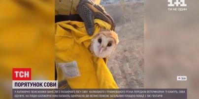 Пожежники у Каліфорнії врятували сову, яка опинилися у вогняній пастці